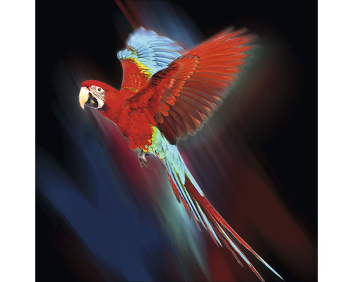 Glasbild Red Parrot 50x50 cm