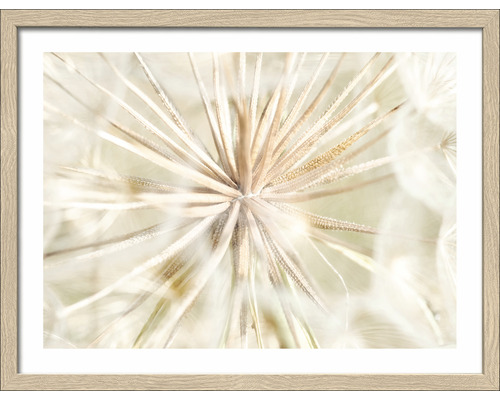 Gerahmtes Bild Dandelion I 33x43 cm
