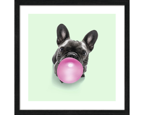 Gerahmtes Bild Dogs chewing gum II 33x33 cm