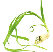 Thailand Hakenlilie - Crinum thaianum