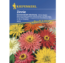 Kiepenkerl Logo. Zinnien Sonnenstrahl Mischung Samenpackung mit Kaktus Zinnien.