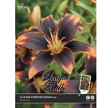 Packung mit drei Lilien Forever Susan Blumenzwiebeln