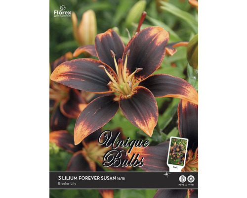 Blumenzwiebeln Unique Lilie 'Forever Susan' 3 Stk.