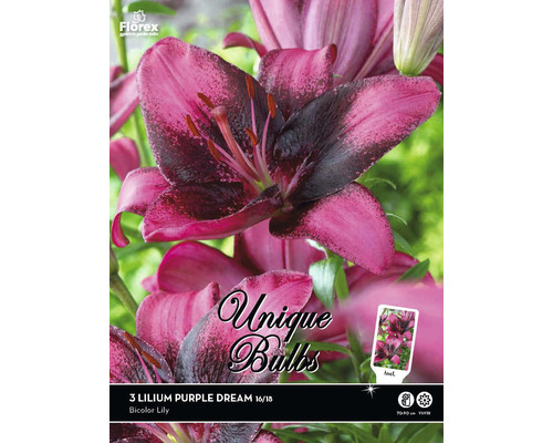Blumenzwiebeln Unique Lilie 'Purple Dream' 3 Stk.