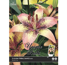 Verpackung mit drei Lilium Tribal Dance Blumenzwiebeln, Größe 16/18
