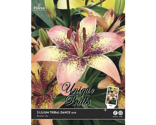 Blumenzwiebeln Unique Lilie 'Tribal Dance' 3 Stk.