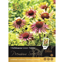 Packung Echinacea Green Twister für den Garten