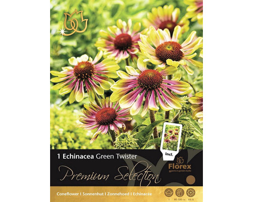 Packung Echinacea Green Twister für den Garten