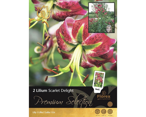 Blumenzwiebel Premium Lilie 'Scarlet Delight' 2 Stk.