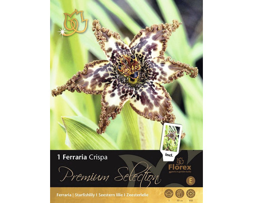 Ferraria Crispa Blumenzwiebel Verpackung