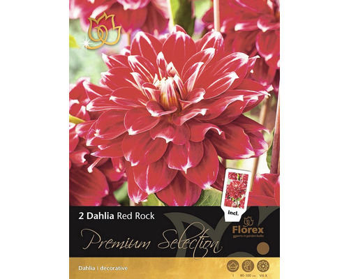 Packung mit zwei dekorativen Dahlien Red Rock Blumenzwiebeln