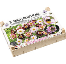 Verpackung Collarette Dahlien Mischung
