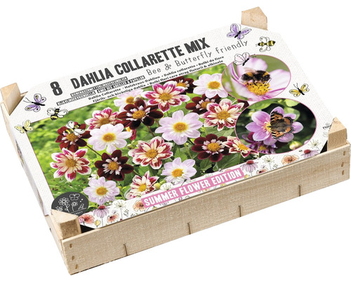 Blumenzwiebel-Holzkiste Dahlie 'Collarette Mix' 8 Stk. Verpackung Collarette Dahlien Mischung