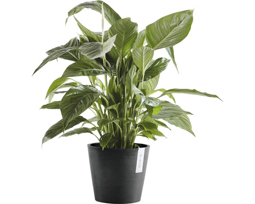 Einblatt Zimmerpflanze im Topf