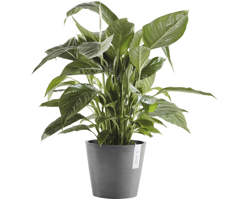 Friedenslilie im Topf als Zimmerpflanze