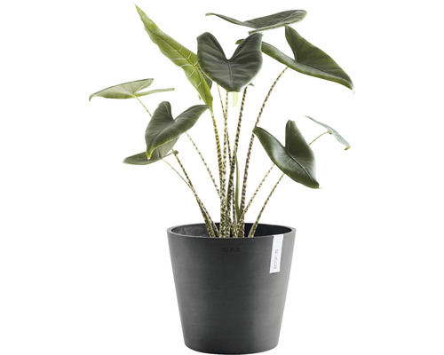 Zimmerpflanze Alocasia im Topf