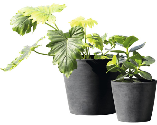 Zwei Zimmerpflanzen in Blumentöpfen