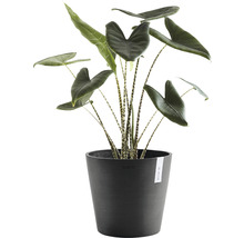 Zimmerpflanze Alocasia mit gestreiften Stielen in einem Topf