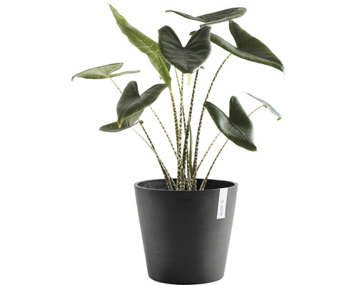 Zimmerpflanze Alocasia mit gestreiften Stielen in einem Topf