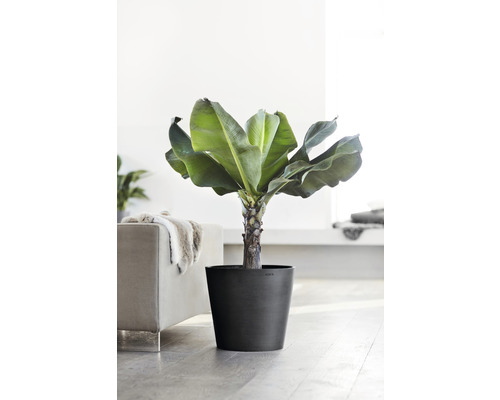 Innenaufnahme einer Bananenpflanze im Topf