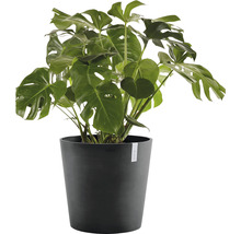 Monstera Zimmerpflanze im Topf