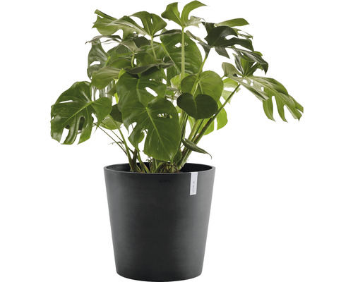 Monstera Zimmerpflanze im Topf