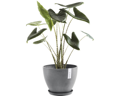 Zimmerpflanze Alokasie in einem grauen Blumentopf