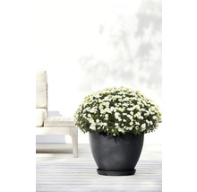 Chrysantheme in einem dunklen Pflanzgefäß auf einer Terrasse