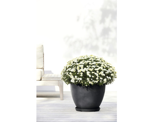 Chrysantheme in einem dunklen Pflanzgefäß auf einer Terrasse