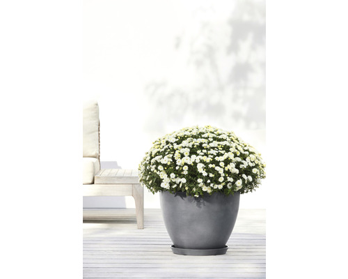 Blühende Chrysantheme in grauem Topf auf einer Terrasse