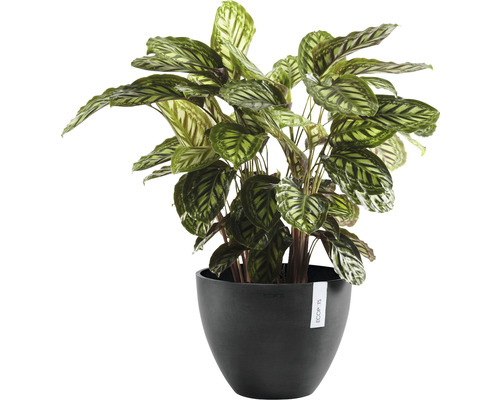 Gebetspflanze im schwarzen Topf