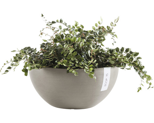 Muehlenbeckia in rundem Pflanzgefäß