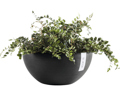 Zimmerpflanze im schwarzen Übertopf