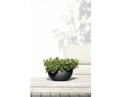 Pflanzschale mit Pflanze auf einem Holztisch im Freien