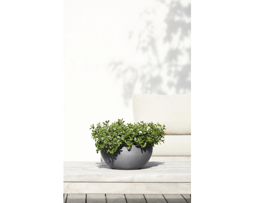 Pflanze in rundem Pflanzgefäß auf Holztisch im Garten.