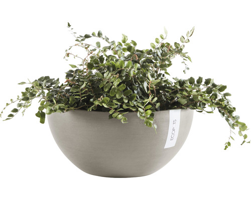 Kriechspross Topfpflanze in grauem Pflanzgefäß