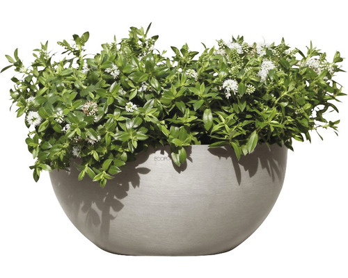 Blumentopf mit Hebe-Strauch und weißen Blüten