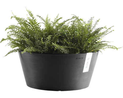 Zimmerpflanze Farn in einem schwarzen Pflanzgefäß