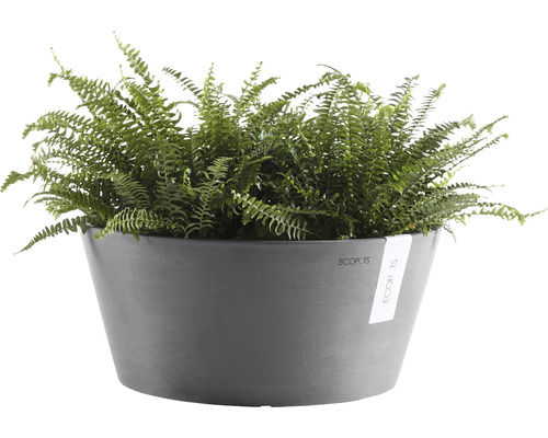 Topf mit Farn