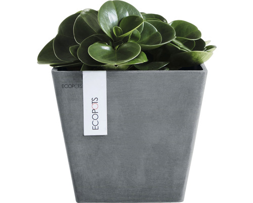 Pfefferpflanze in grauem Ecopots Blumentopf