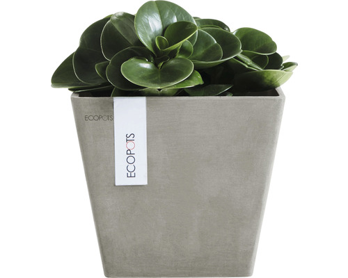 Zimmerpflanze in einem Ecopot Pflanzgefäß