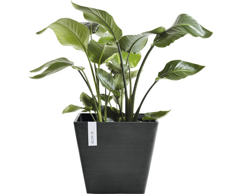 Strelitzie in einem dunklen Pflanzgefäß