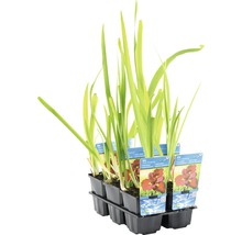 Wasseriris-Pflanzen in einem schwarzen Kunststoffbehälter