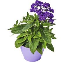 Heliotrop Pflanze in Topf