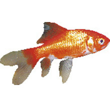 Goldfisch