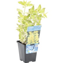 Lysimachia Variegata Wasserpflanze im Topf