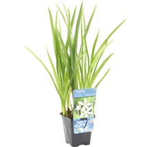 Schizostylis coccinea Alba Wasserpflanze im Topf