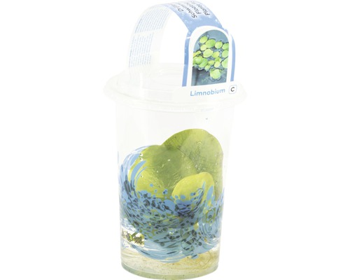 Limnobium Schwimmpflanze im Behälter