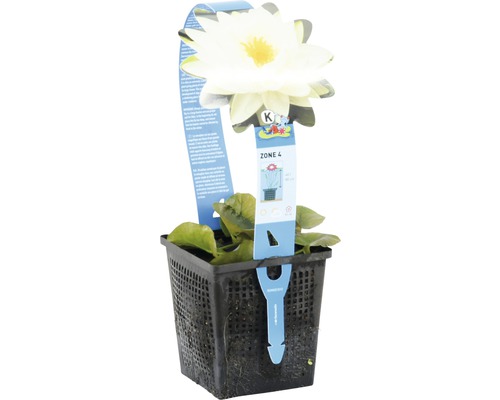 Seerose in einem Topf mit einem weißen Blütenblatt