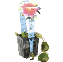 Seerose im schwarzen Pflanzkorb mit Produktanhänger